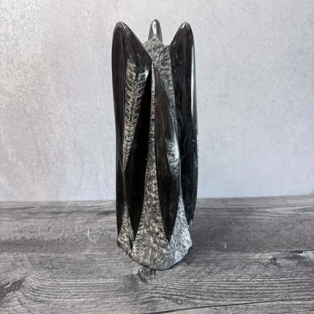Orthoceras Fossil Tower 3 LB .11 0Z